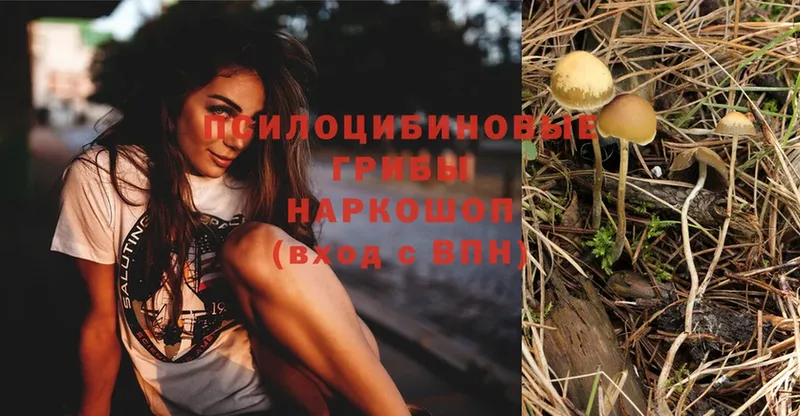 Галлюциногенные грибы MAGIC MUSHROOMS  Котлас 